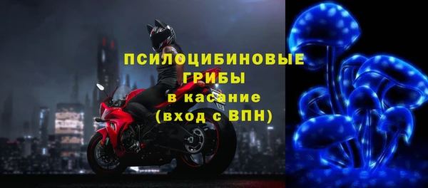хмурый Аркадак